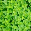 سیگار ترا نعنا (mint) ژاپنیTEREA-Cigarette-mint-JAPAN2