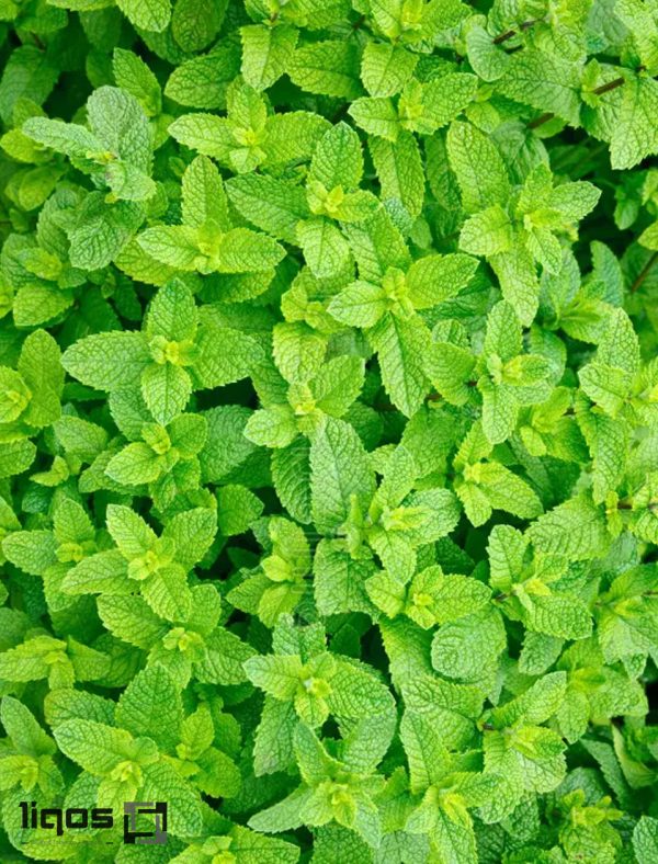 سیگار ترا نعنا (mint) ژاپنیTEREA-Cigarette-mint-JAPAN2