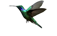 Atlantes Logo